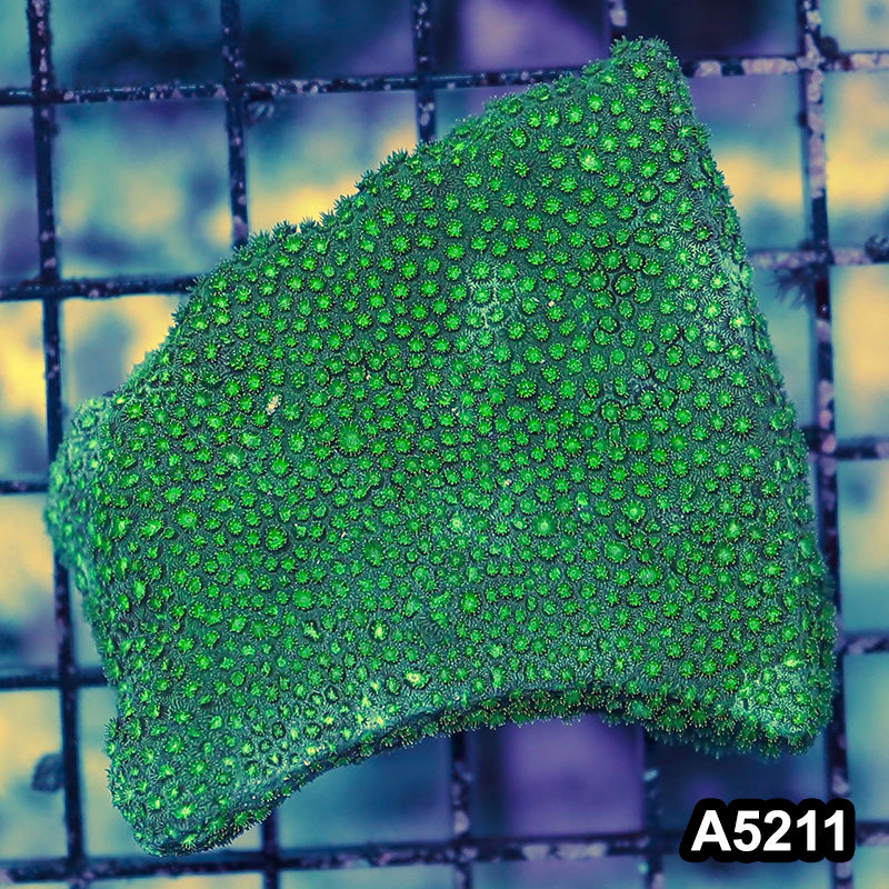 Item#A5211RW5211(S) WYSIWYG Aussie Ultra Micro Polyp Goniopora Mini Colony