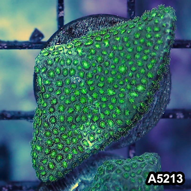 Item#A5213RW5213(S) WYSIWYG Aussie Ultra Micro Polyp Goniopora Mini Colony
