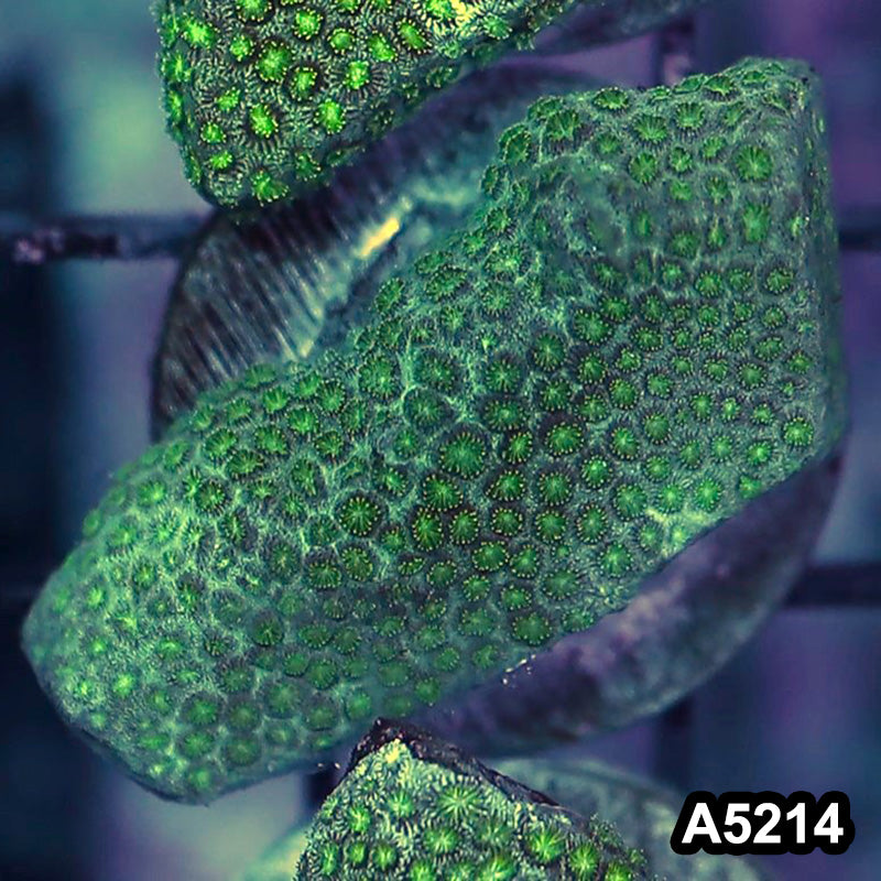 Item#A5214RW5214(S) WYSIWYG Aussie Ultra Micro Polyp Goniopora Mini Colony