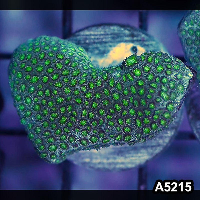 Item#A5215RW5215(S) WYSIWYG Aussie Ultra Micro Polyp Goniopora Mini Colony