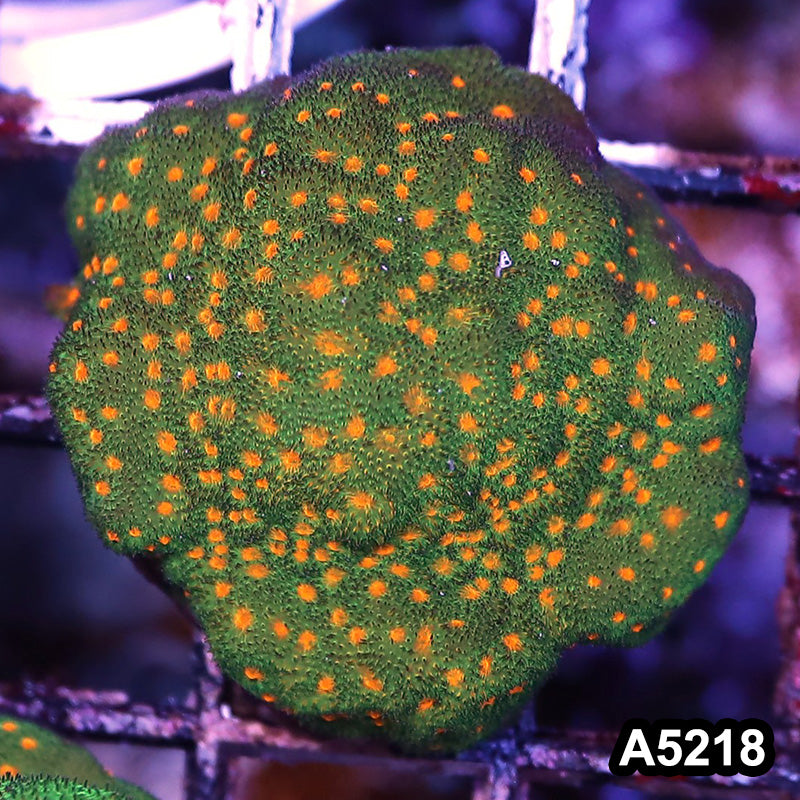 Item#A5218RW5218(S) WYSIWYG John Deer Psammacora Frag