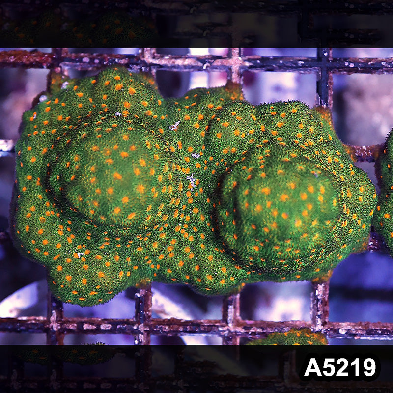 Item#A5219RW5219(S) WYSIWYG John Deer Psammacora Mini Colony