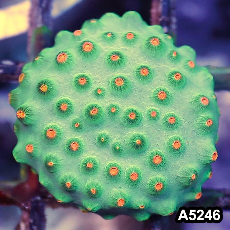 Item#A5246RW5246(S) WYSIWYG Meteor Shower Cyphastrea Frag