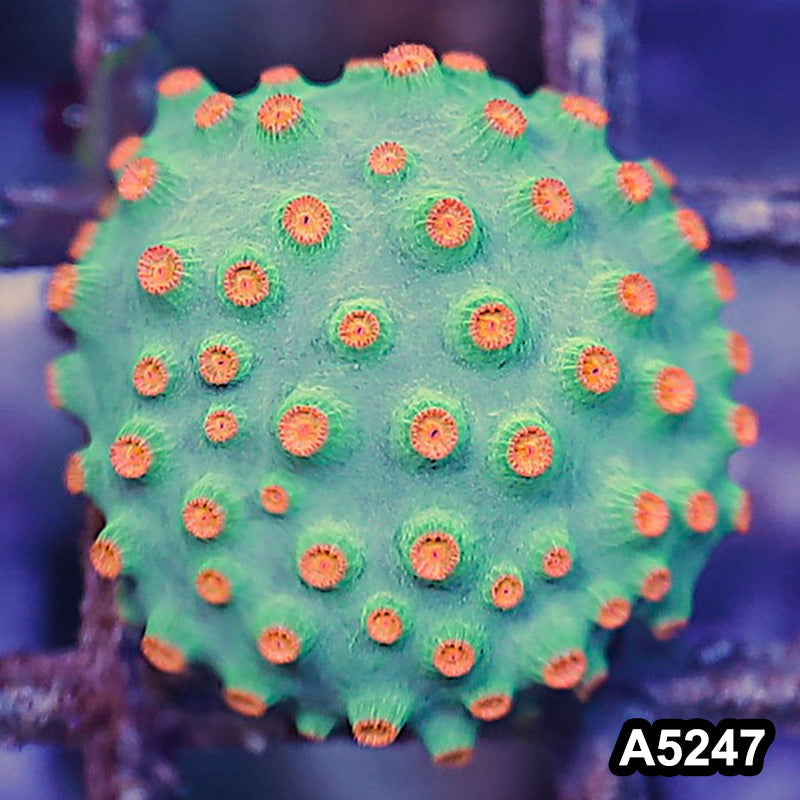 Item#A5247RW5247(S) WYSIWYG Meteor Shower Cyphastrea Frag