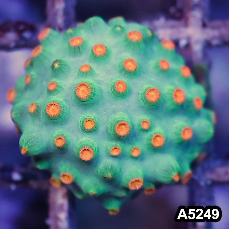 Item#A5249RW5249(S) WYSIWYG Meteor Shower Cyphastrea Frag