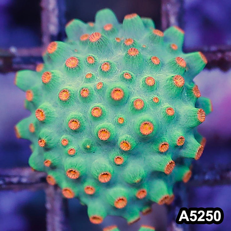 Item#A5250RW5250(S) WYSIWYG Meteor Shower Cyphastrea Frag