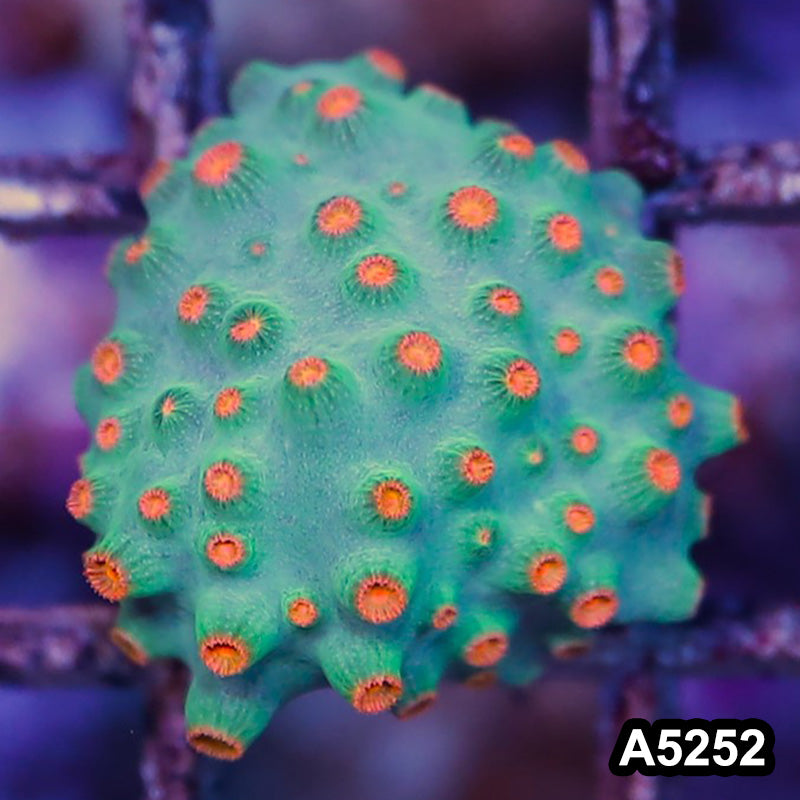 Item#A5252RW5252(S) WYSIWYG Meteor Shower Cyphastrea Frag