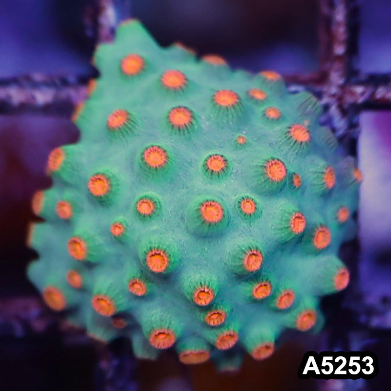 Item#A5253RW5253(S) WYSIWYG Meteor Shower Cyphastrea Frag