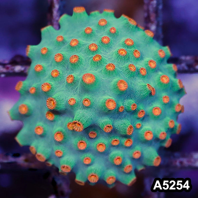 Item#A5254RW5254(S) WYSIWYG Meteor Shower Cyphastrea Frag