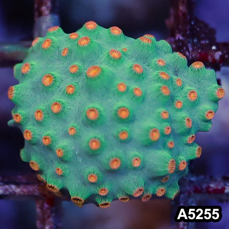Item#A5255RW5255(S) WYSIWYG Meteor Shower Cyphastrea Frag