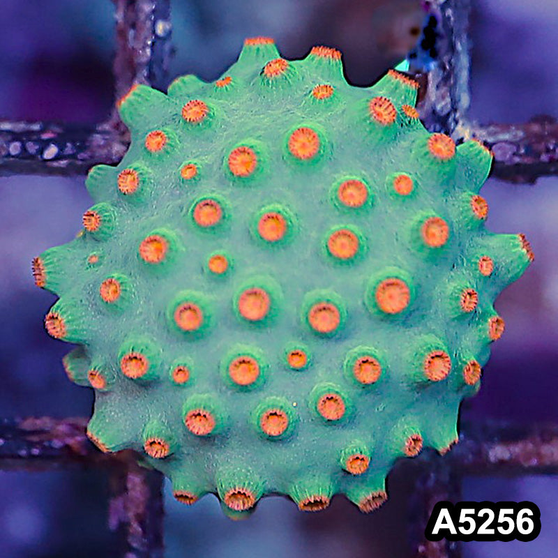 Item#A5256RW5256(S) WYSIWYG Meteor Shower Cyphastrea Frag