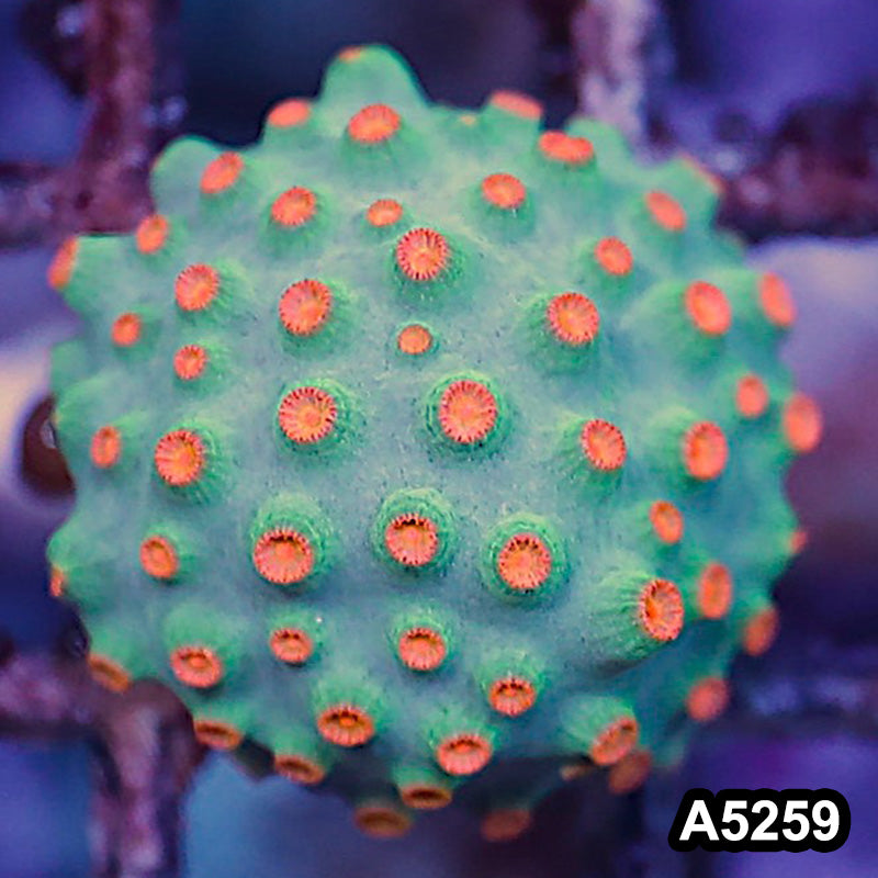 Item#A5259RW5259(S) WYSIWYG Meteor Shower Cyphastrea Frag