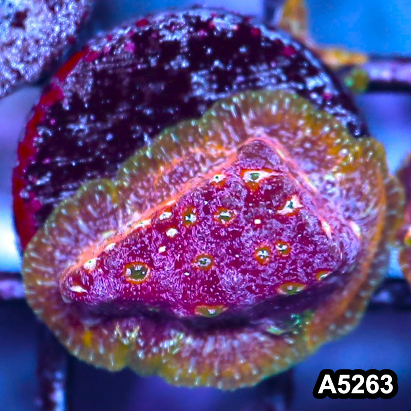 Item#A5263RW5263(S) WYSIWYG JF Clepto Leptoseris Frag