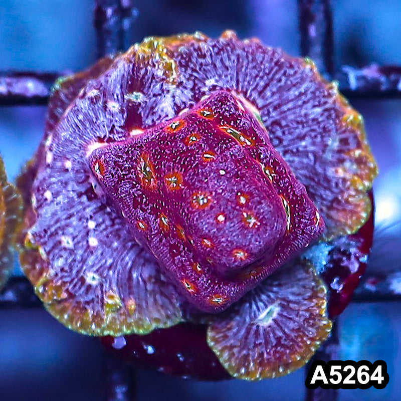 Item#A5264RW5264(S) WYSIWYG JF Clepto Leptoseris Frag