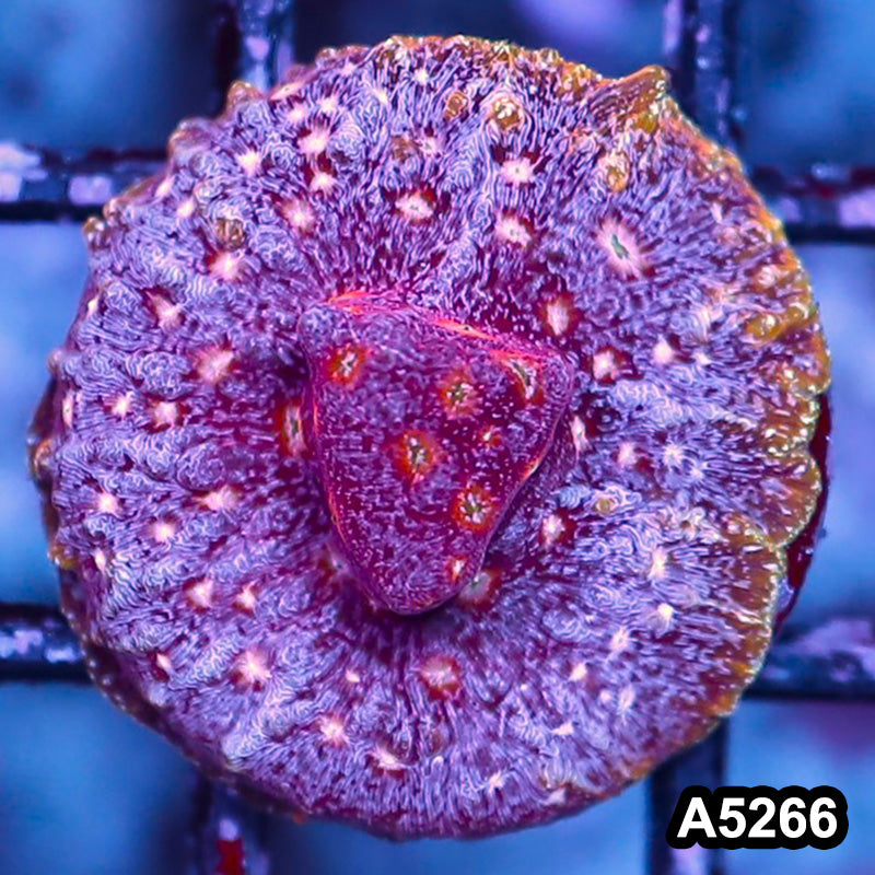 Item#A5266RW5266(S) WYSIWYG JF Clepto Leptoseris Frag