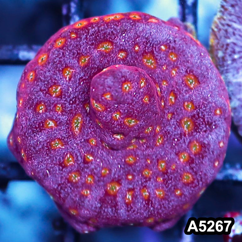 Item#A5267RW5267(S) WYSIWYG JF Clepto Leptoseris Frag