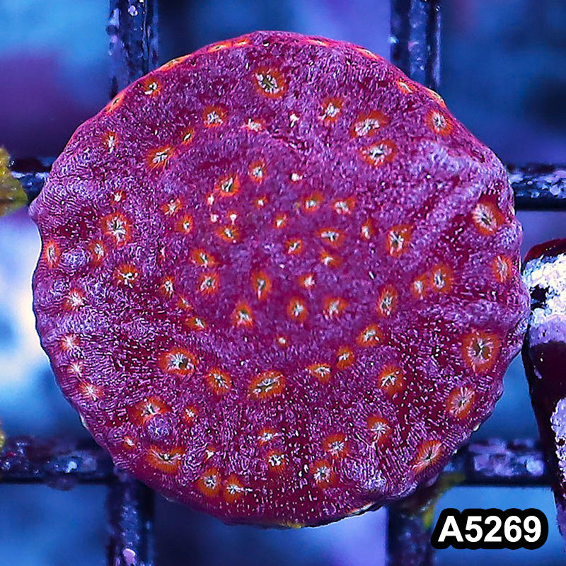 Item#A5269RW5269(S) WYSIWYG JF Clepto Leptoseris Frag