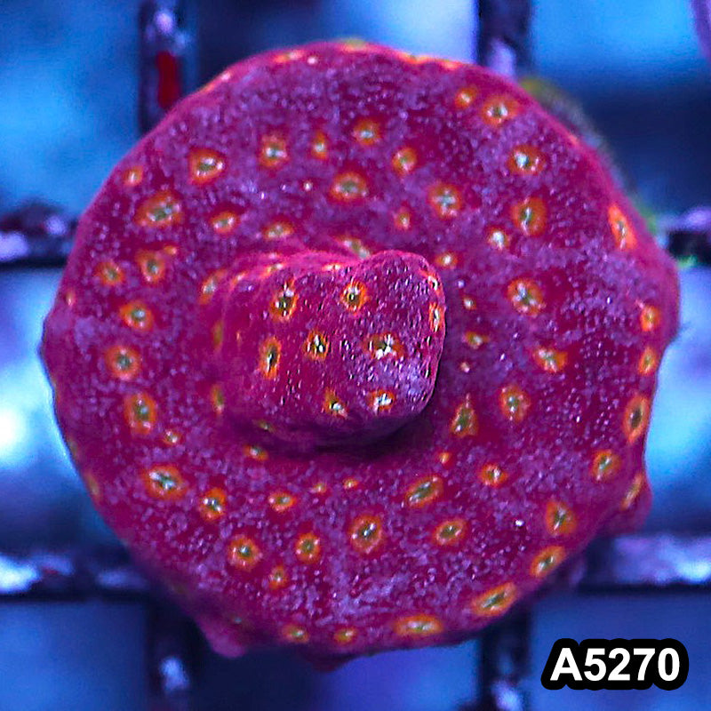 Item#A5270RW5270(S) WYSIWYG JF Clepto Leptoseris Frag