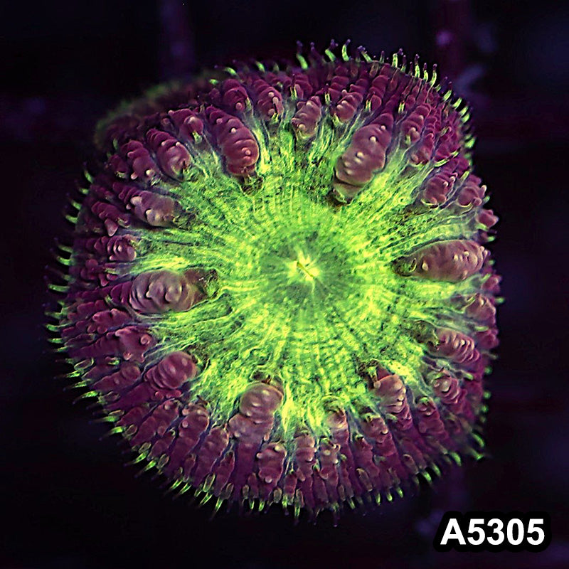 Item#A5305LP5305(S) WYSIWYG Aussie Ultra Unique Blastomussa Frag