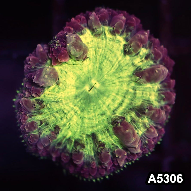 Item#A5306LP5306(S) WYSIWYG Aussie Ultra Unique Blastomussa Frag