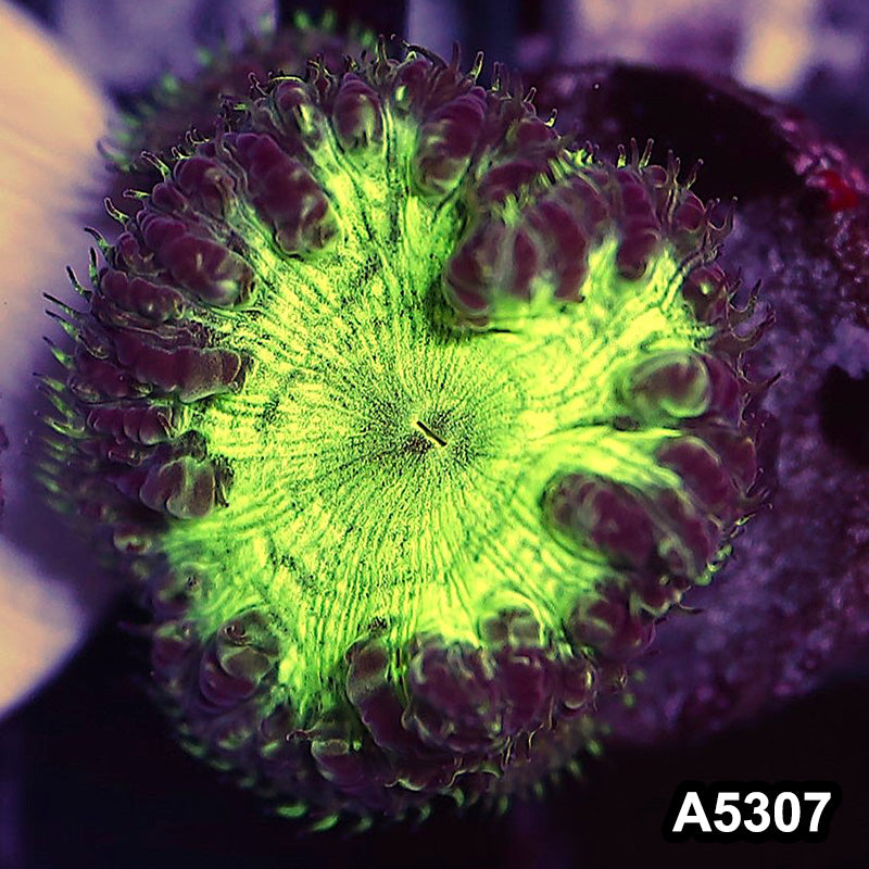 Item#A5307LP5307(S) WYSIWYG Aussie Ultra Unique Blastomussa Frag