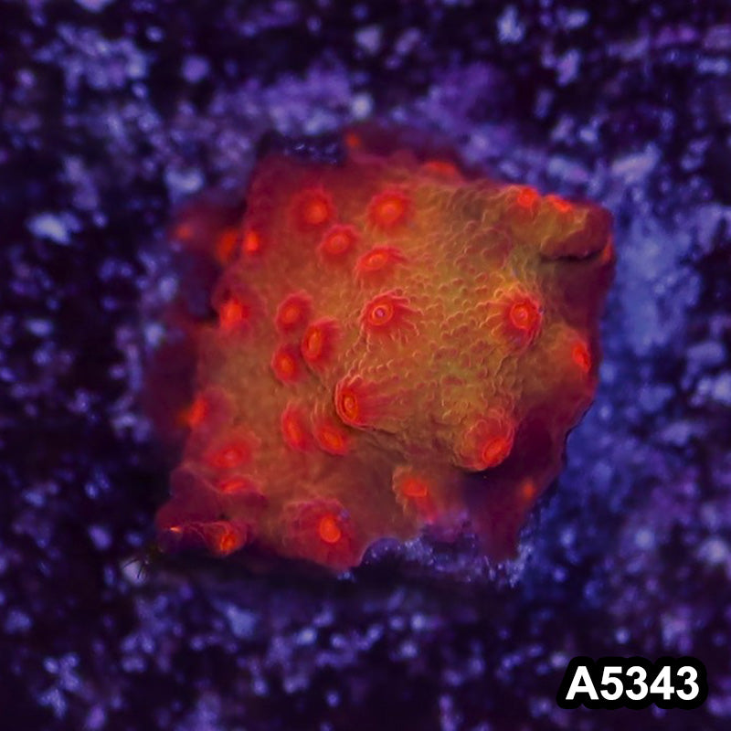 Item#A5343LP5342(S) WYSIWYG Blood Shot Cyphastrea Frag