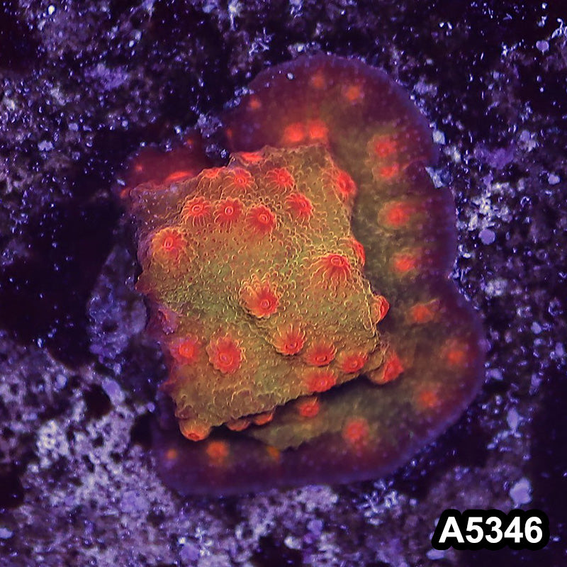Item#A5346LP5346(S) WYSIWYG Blood Shot Cyphastrea Frag