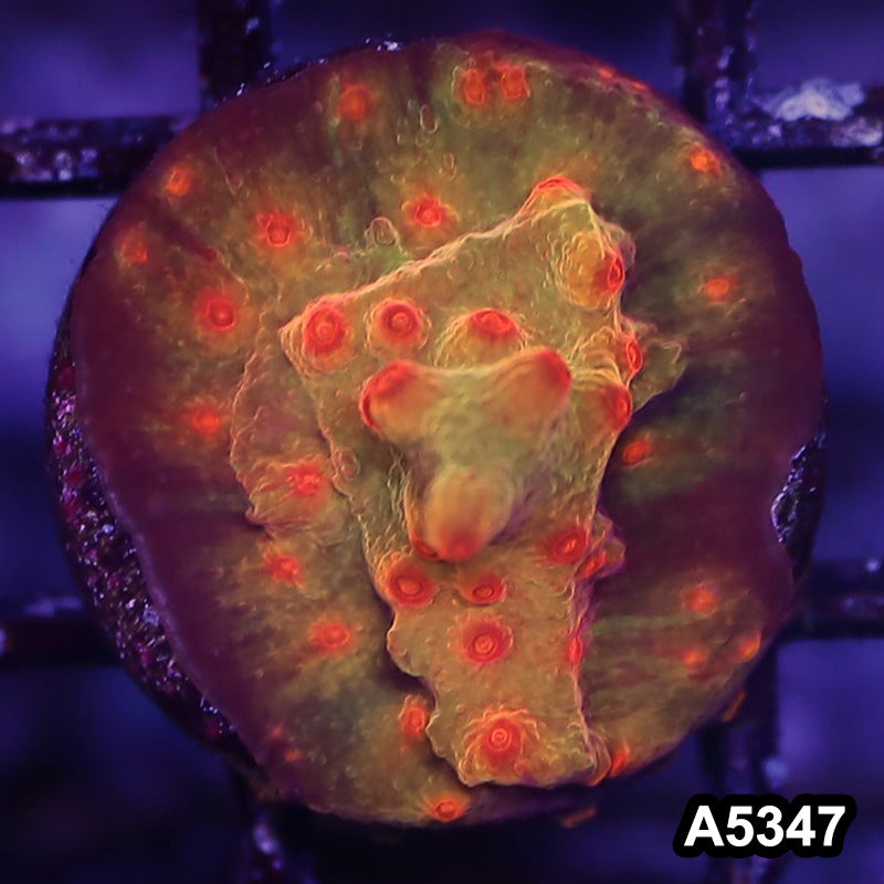 Item#A5347LP5347(S) WYSIWYG Blood Shot Cyphastrea Frag