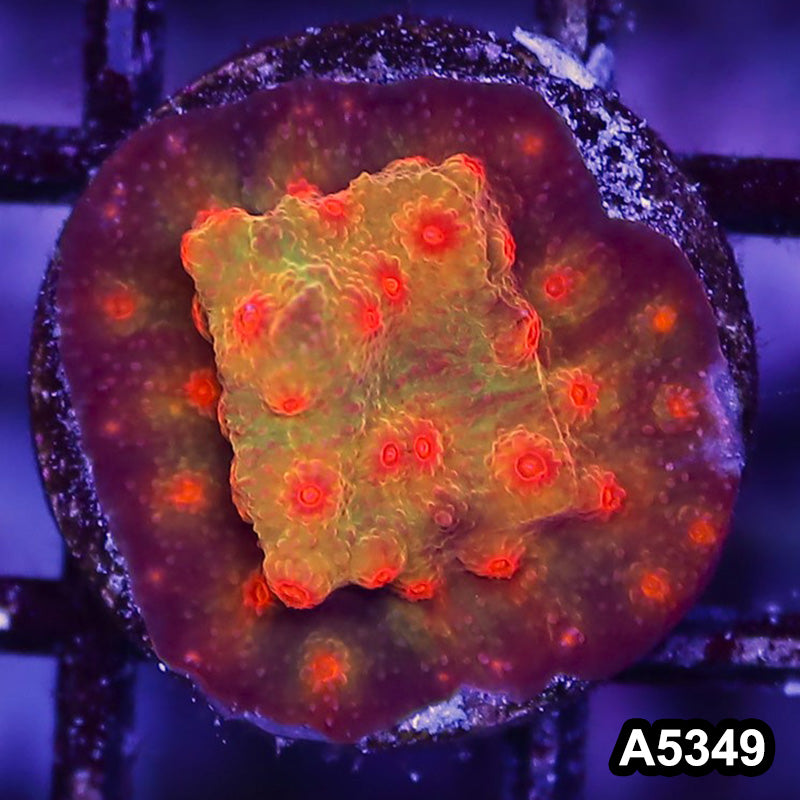 Item#A5349LP5349(S) WYSIWYG Blood Shot Cyphastrea Frag