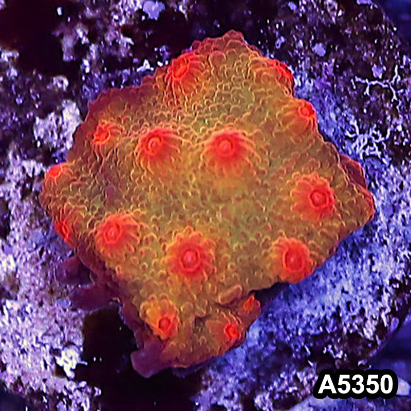 Item#A5350LP5350(S) WYSIWYG Blood Shot Cyphastrea Frag