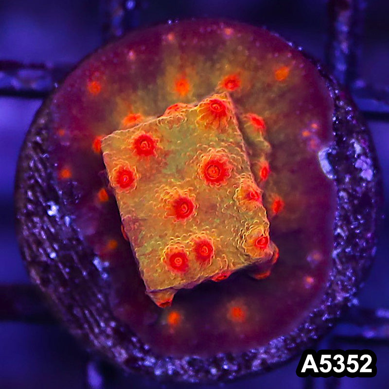 Item#A5352LP5352(S) WYSIWYG Blood Shot Cyphastrea Frag