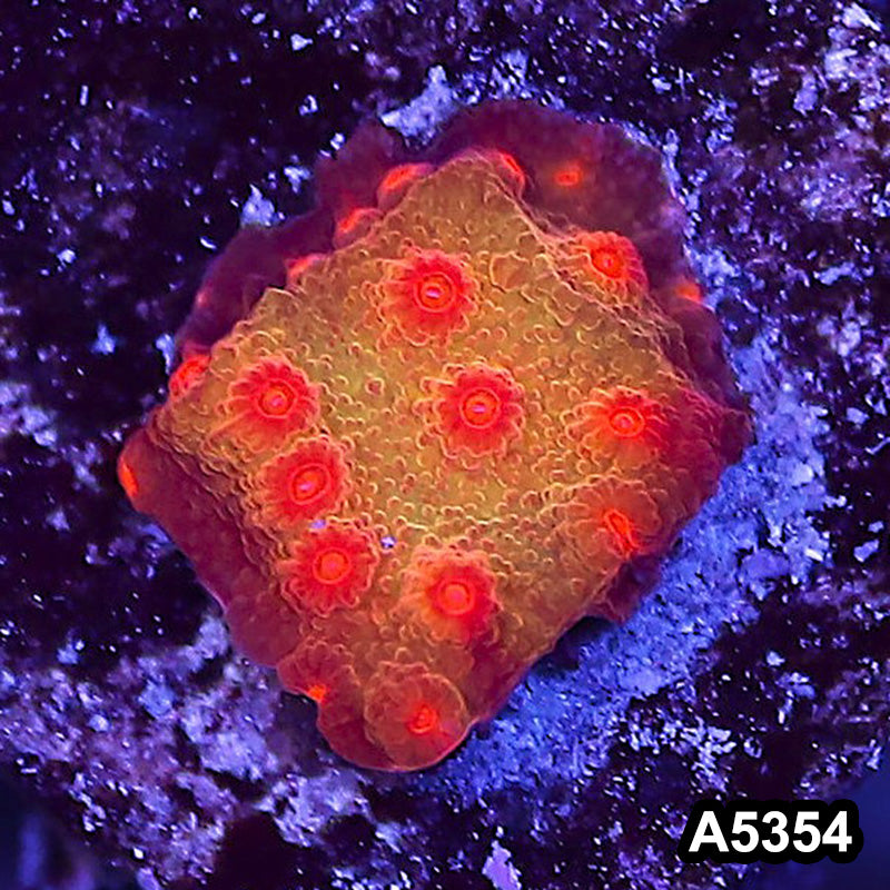 Item#A5354LP5354(S) WYSIWYG Blood Shot Cyphastrea Frag
