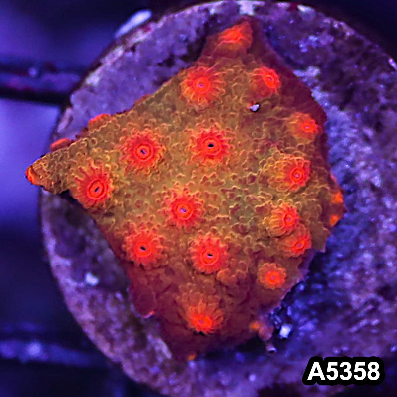 Item#A5358LP5358(S) WYSIWYG Blood Shot Cyphastrea Frag