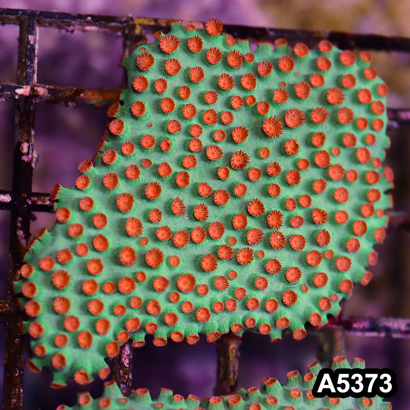 Item#A5373LP5373(M) WYSIWYG Meteor Shower Cyphastrea Mini Colony