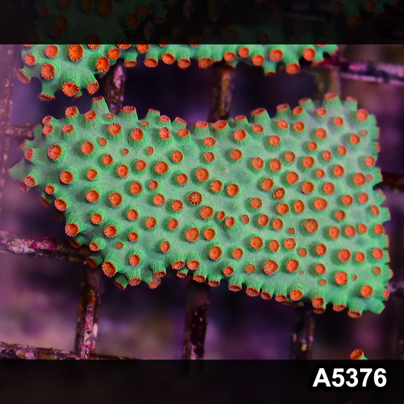 Item#A5376LP5376(S) WYSIWYG Meteor Shower Cyphastrea Mini Colony