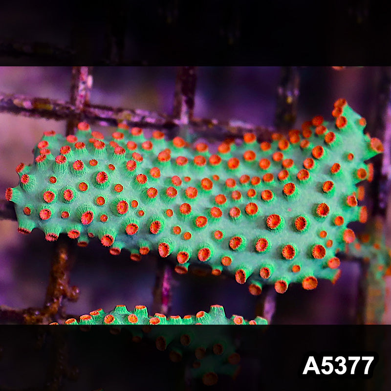 Item#A5377LP5377(S) WYSIWYG Meteor Shower Cyphastrea Mini Colony