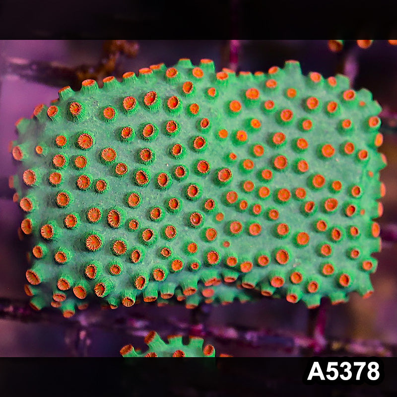 Item#A5378LP5378(S) WYSIWYG Meteor Shower Cyphastrea Mini Colony