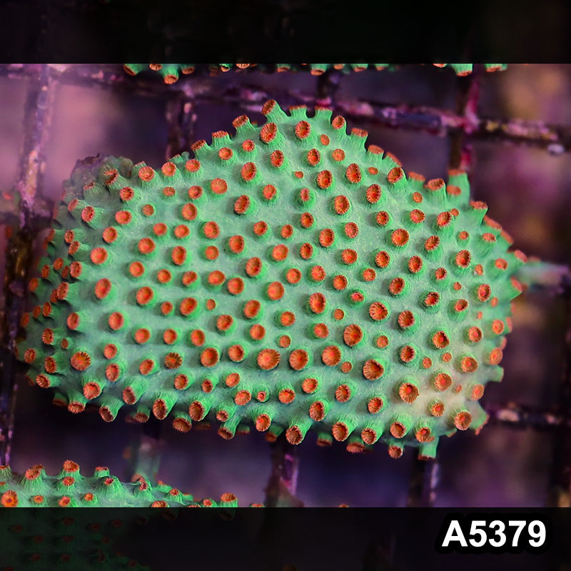 Item#A5379LP5379(S) WYSIWYG Meteor Shower Cyphastrea Mini Colony