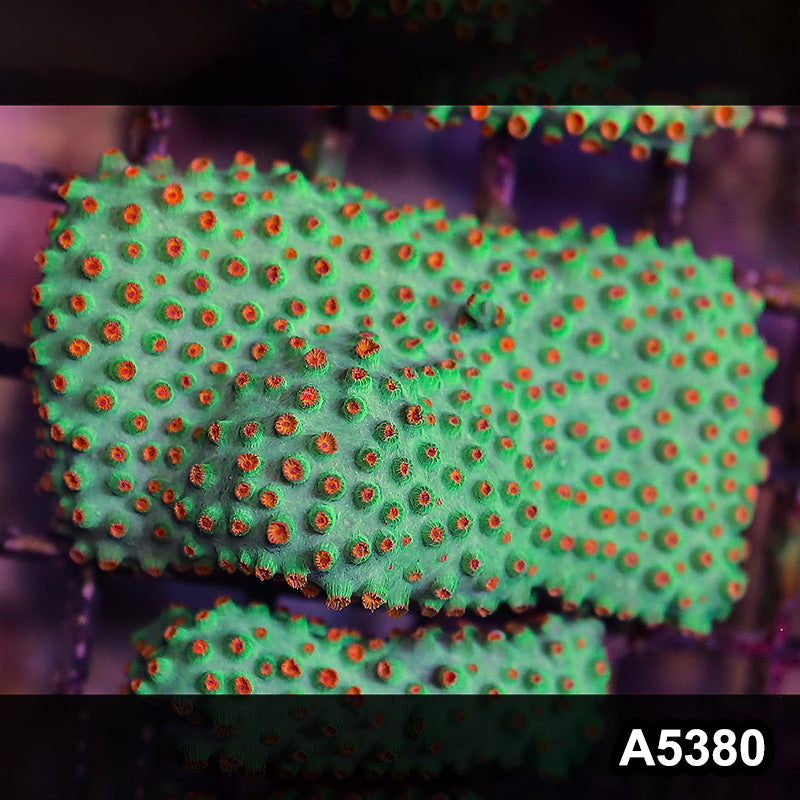 Item#A5380LP5380(S) WYSIWYG Meteor Shower Cyphastrea Mini Colony