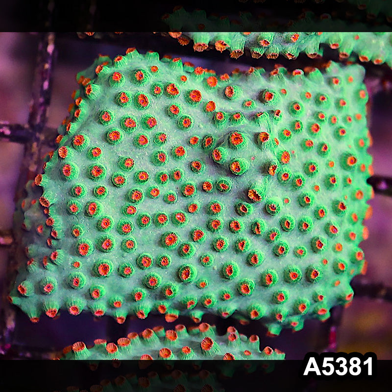 Item#A5381LP5381(S) WYSIWYG Meteor Shower Cyphastrea Mini Colony