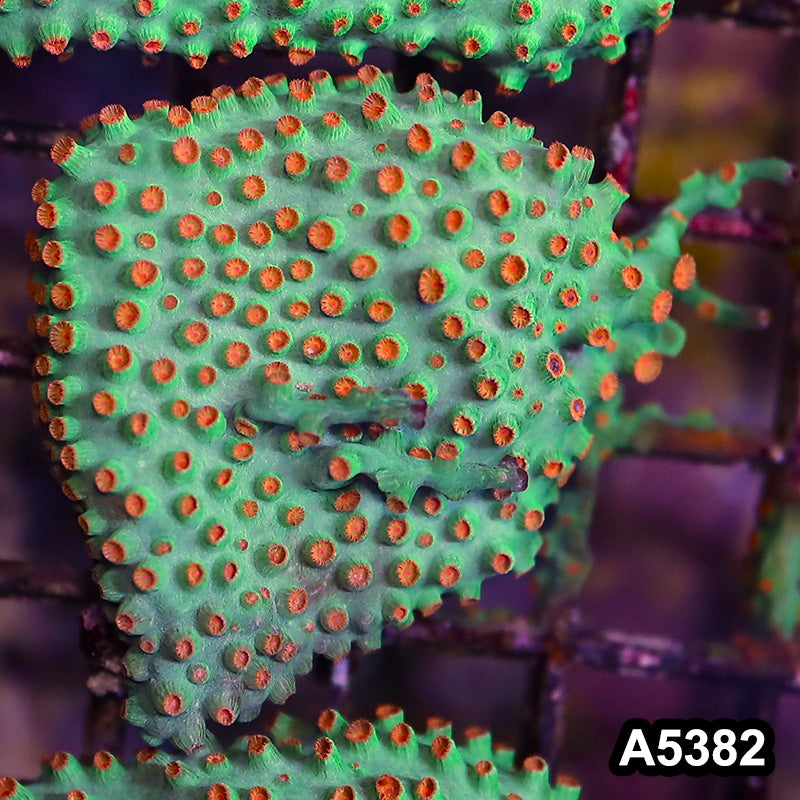 Item#A5382LP5382(S) WYSIWYG Meteor Shower Cyphastrea Mini Colony