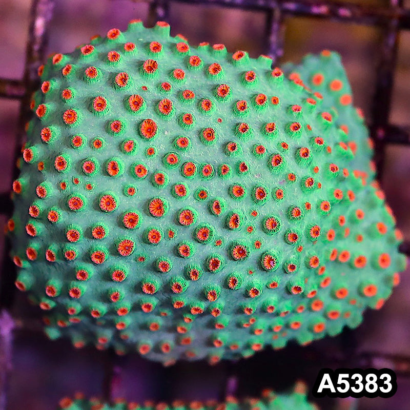 Item#A5383LP5383(S) WYSIWYG Meteor Shower Cyphastrea Mini Colony