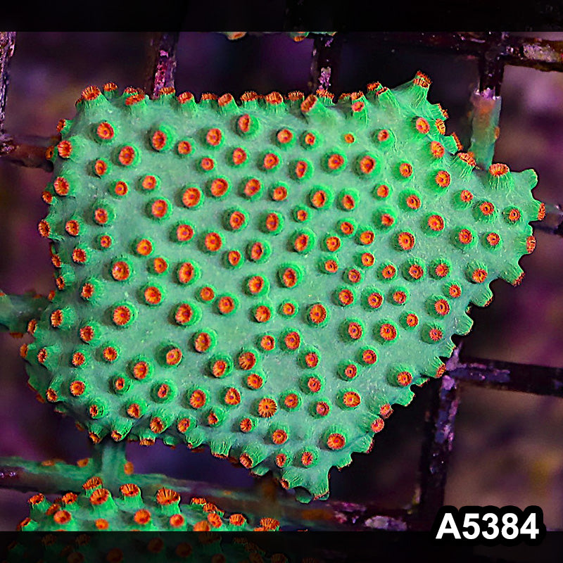 Item#A5384LP5384(S) WYSIWYG Meteor Shower Cyphastrea Mini Colony