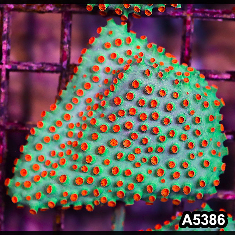 Item#A5386LP5386(S) WYSIWYG Meteor Shower Cyphastrea Mini Colony