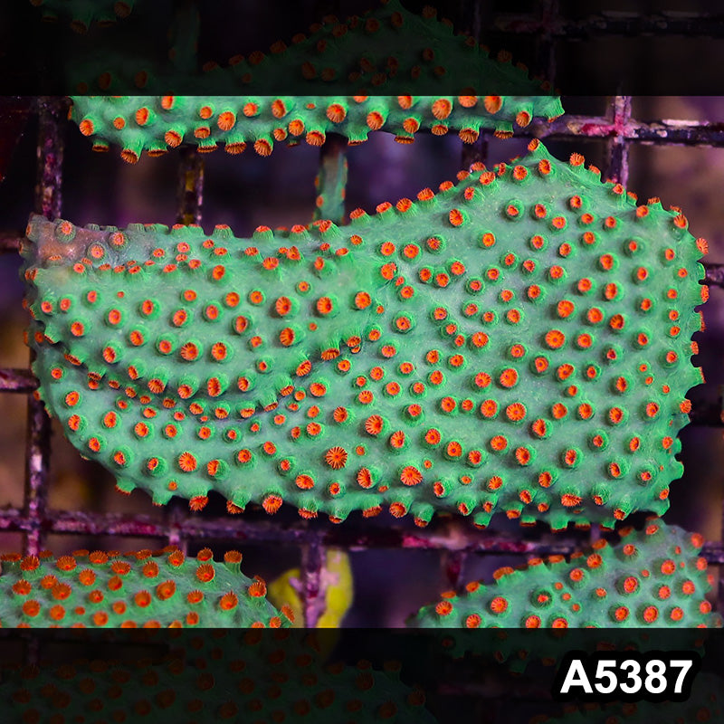 Item#A5387LP5387(S) WYSIWYG Meteor Shower Cyphastrea Mini Colony