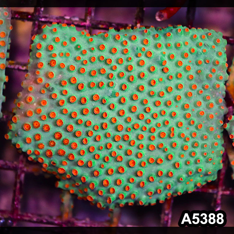 Item#A5388LP5388(S) WYSIWYG Meteor Shower Cyphastrea Mini Colony