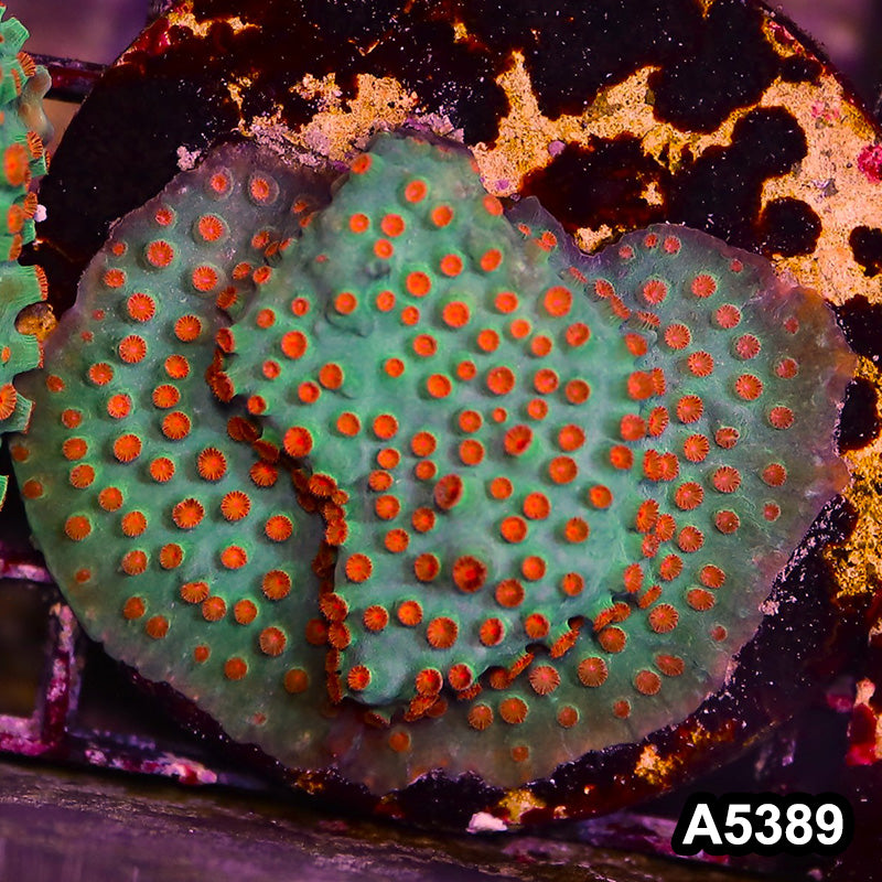 Item#A5389LP5389(S) WYSIWYG Meteor Shower Cyphastrea Mini Colony