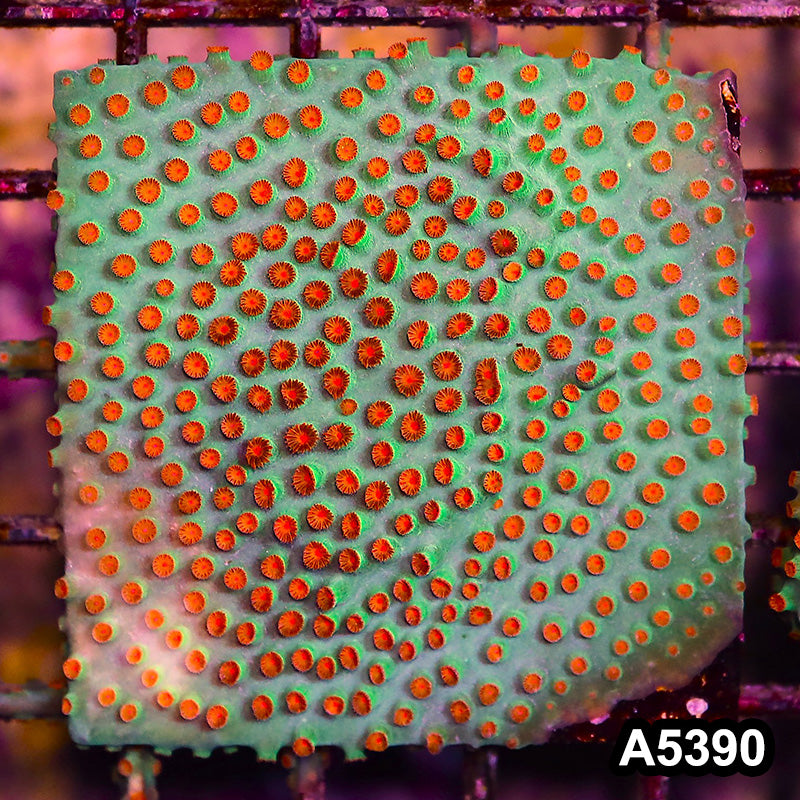 Item#A5390LP5390(M) WYSIWYG Meteor Shower Cyphastrea Mini Colony