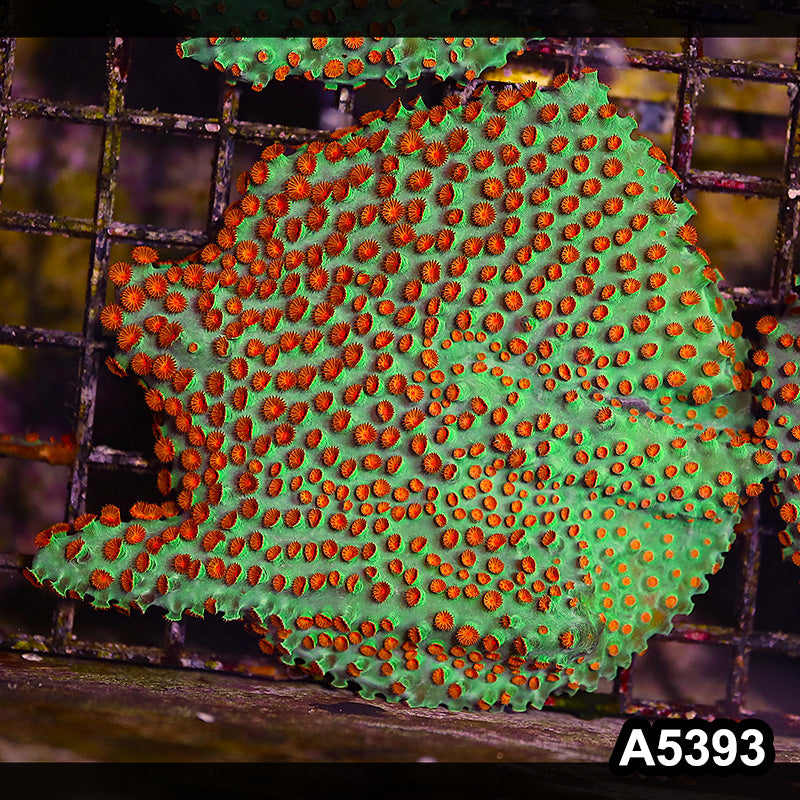 Item#A5393LP5393(M) WYSIWYG Meteor Shower Cyphastrea Mini Colony