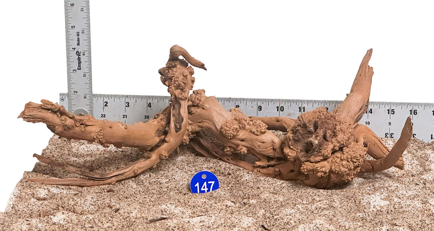 WYSIWYG 147BU - 260218 - Pine Spider Wood (Medium)